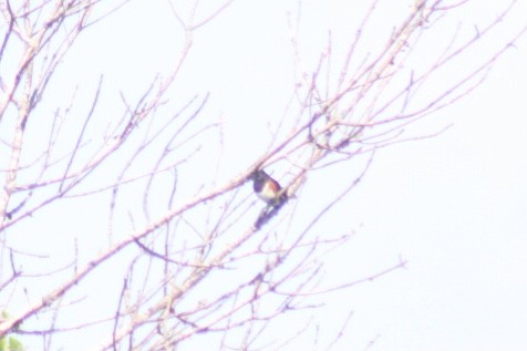 טואי אדום-עין - ML349914971