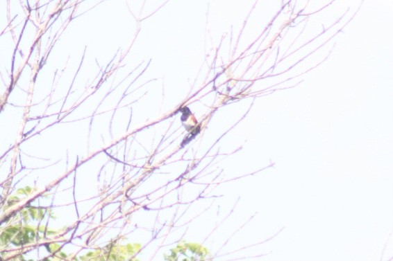 טואי אדום-עין - ML349914981
