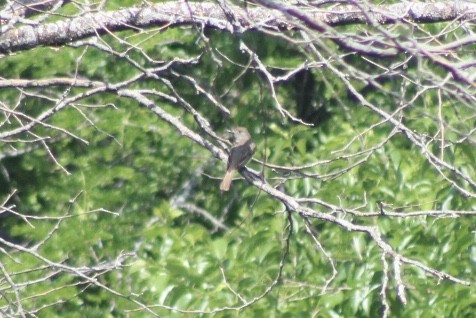 Great Crested Flycatcher - ML349915061