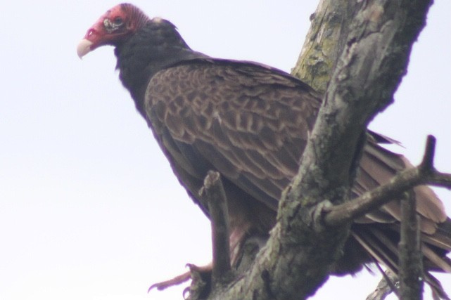Turkey Vulture - ML349915411