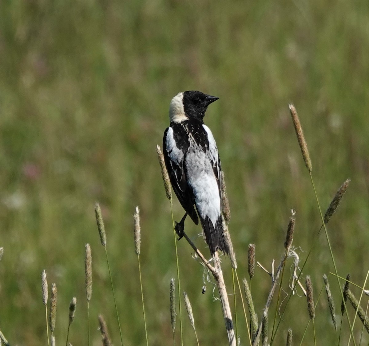 Bobolink - ML349915521