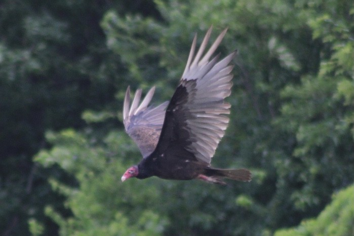 Turkey Vulture - ML349915531