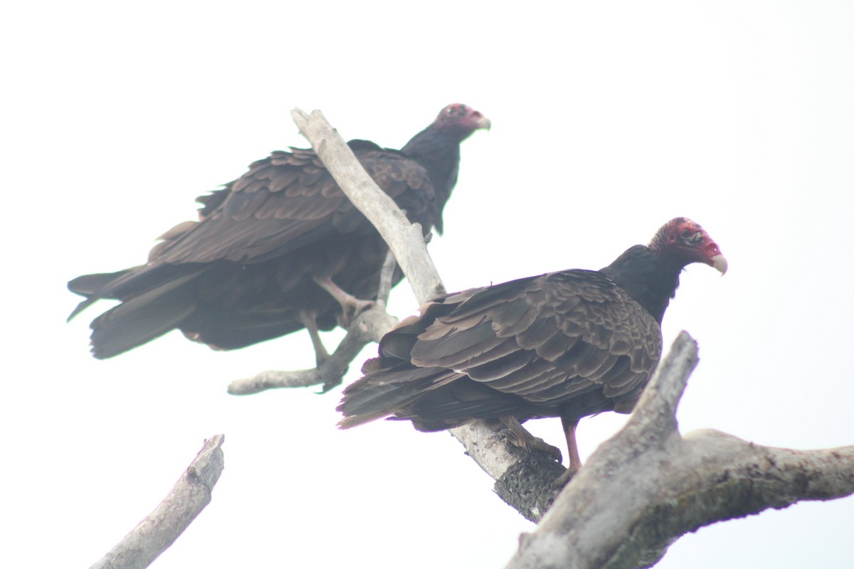 Turkey Vulture - ML349915551
