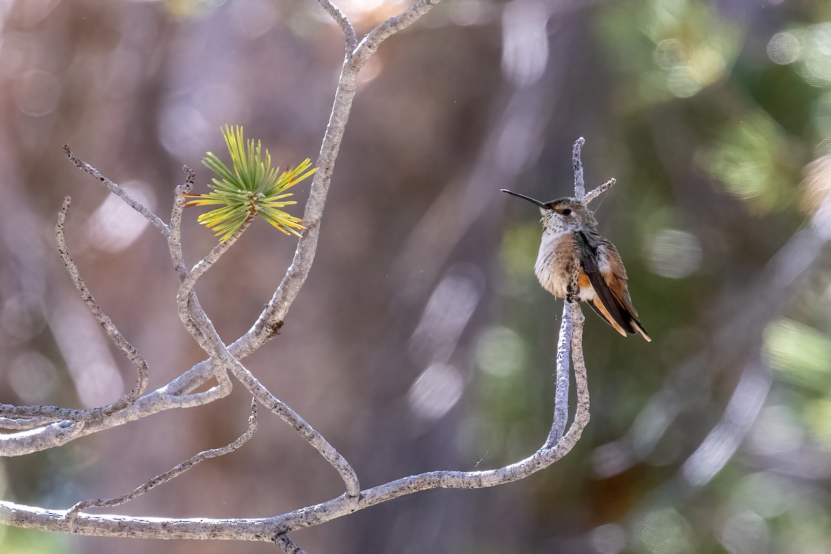 Rufous Hummingbird - Ken Drozd