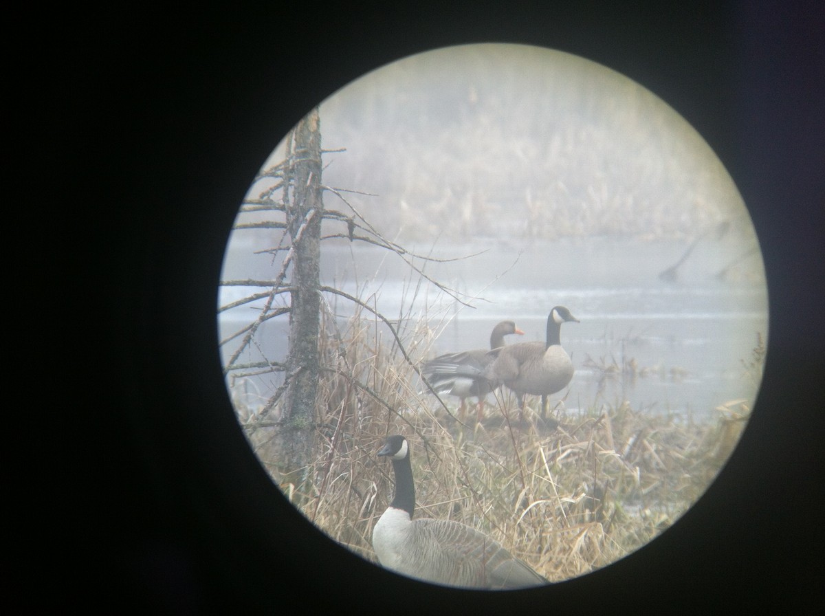 Greater White-fronted Goose - ML34991841