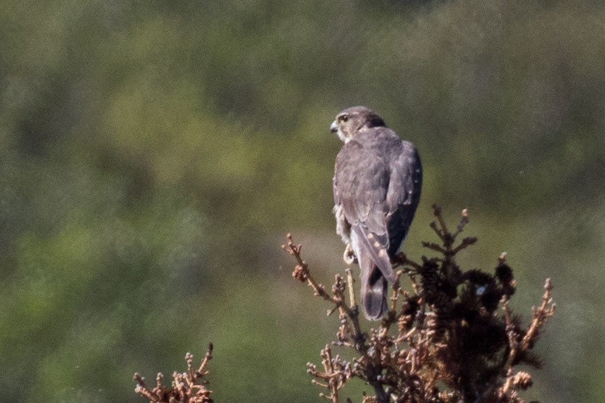 コチョウゲンボウ（columbarius） - ML349918681