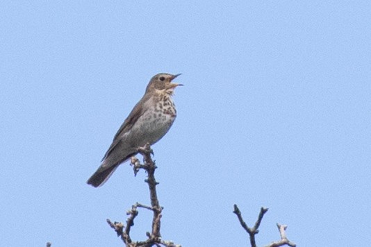 Swainson's Thrush (Olive-backed) - ML349918701