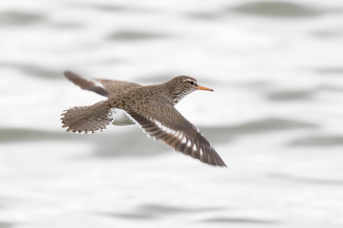 Spotted Sandpiper - ML349918751