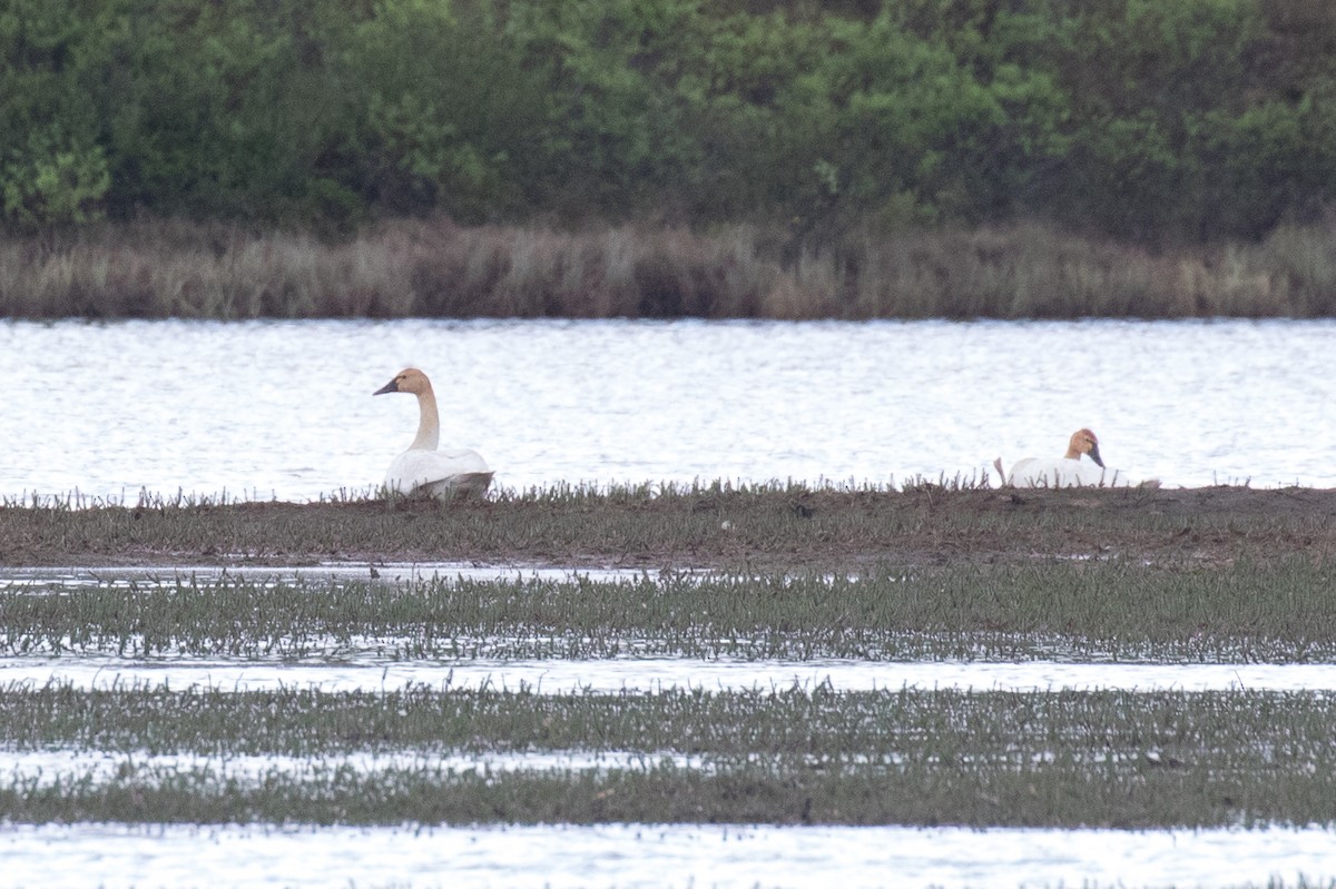 Tundra Swan - ML349918761