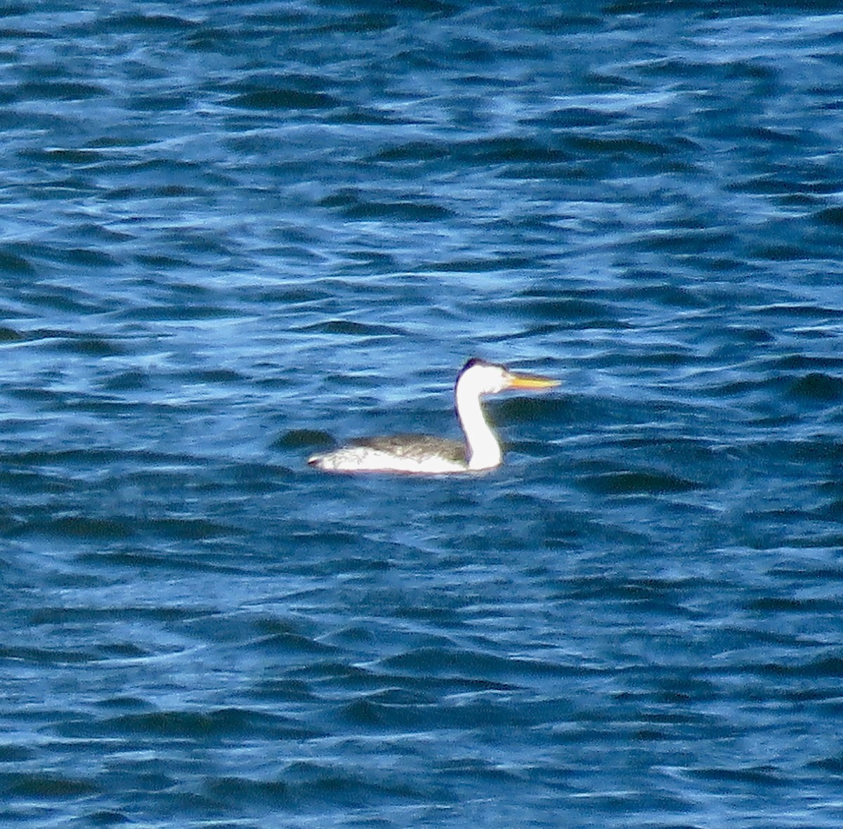 Clark's Grebe - ML349919221