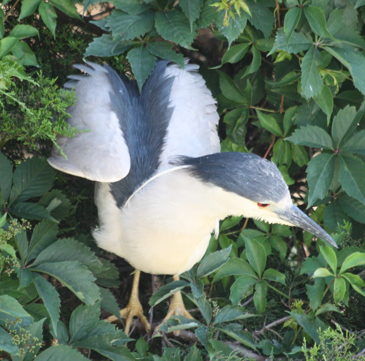 Black-crowned Night Heron - ML349920001