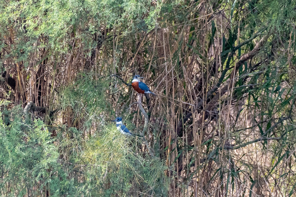 Belted Kingfisher - ML349920161