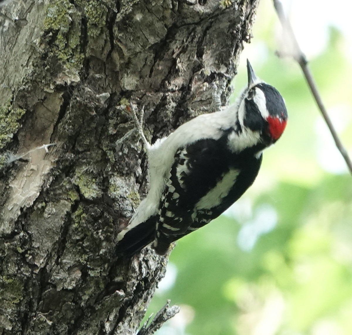 Hairy Woodpecker - ML349922231