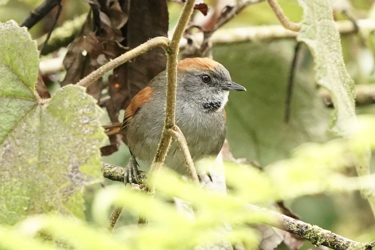 Azara's Spinetail - ML349923441