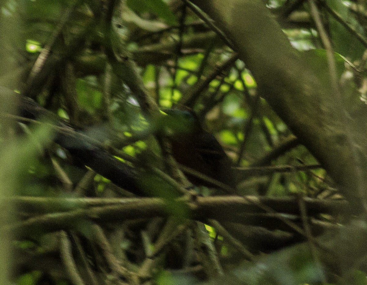 Bare-crowned Antbird - ML349923711