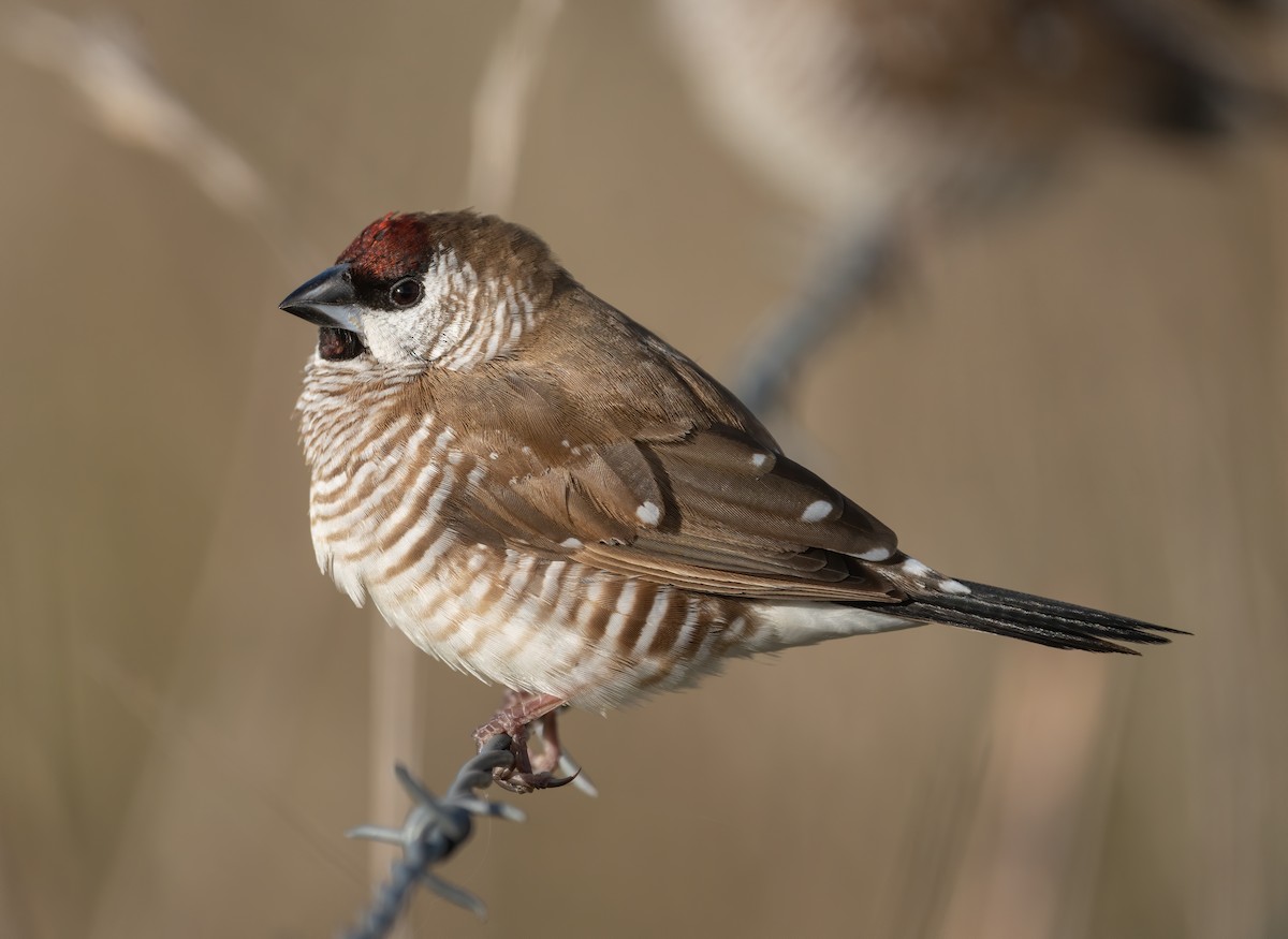 Plum-headed Finch - David Sinnott