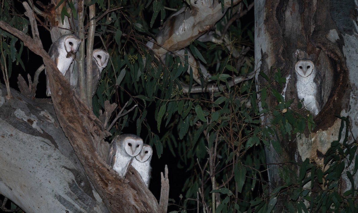 Barn Owl - ML349924561