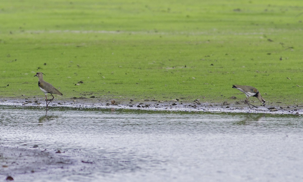 Southern Lapwing - Roni Martinez