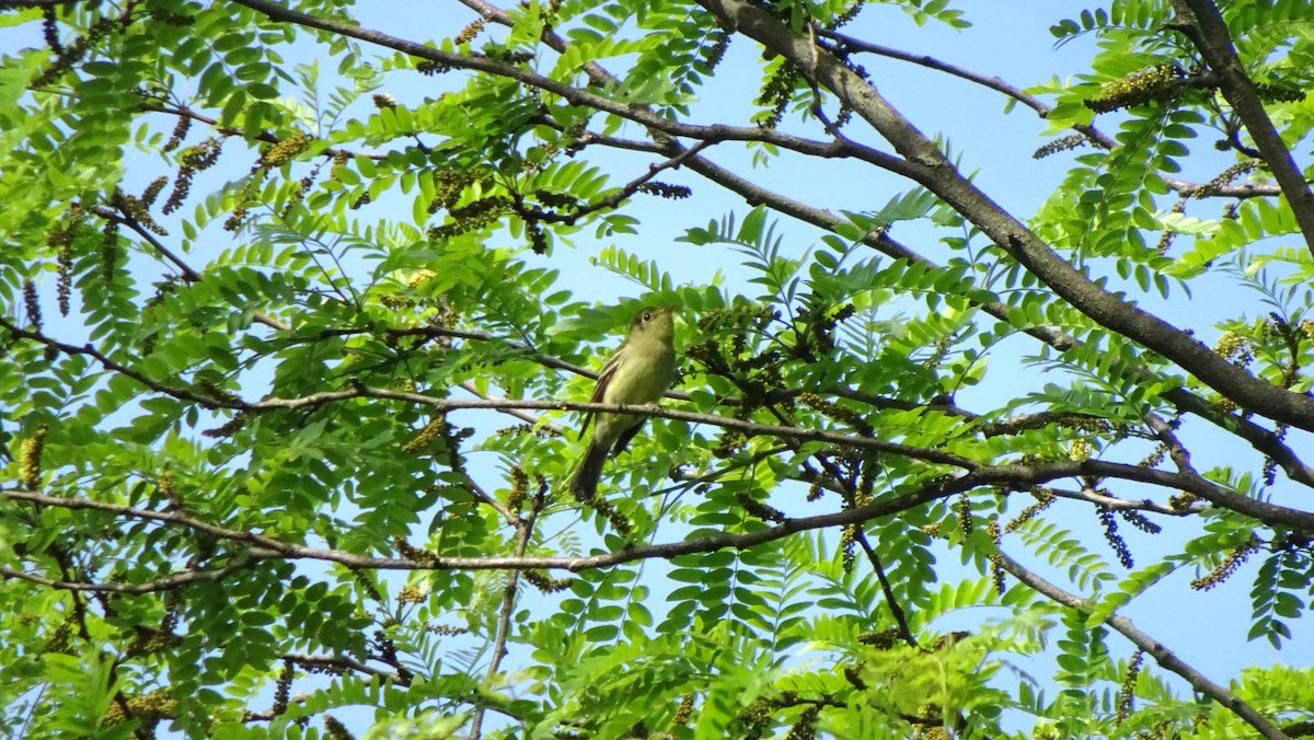 Yellow-bellied Flycatcher - Aseem Borkar