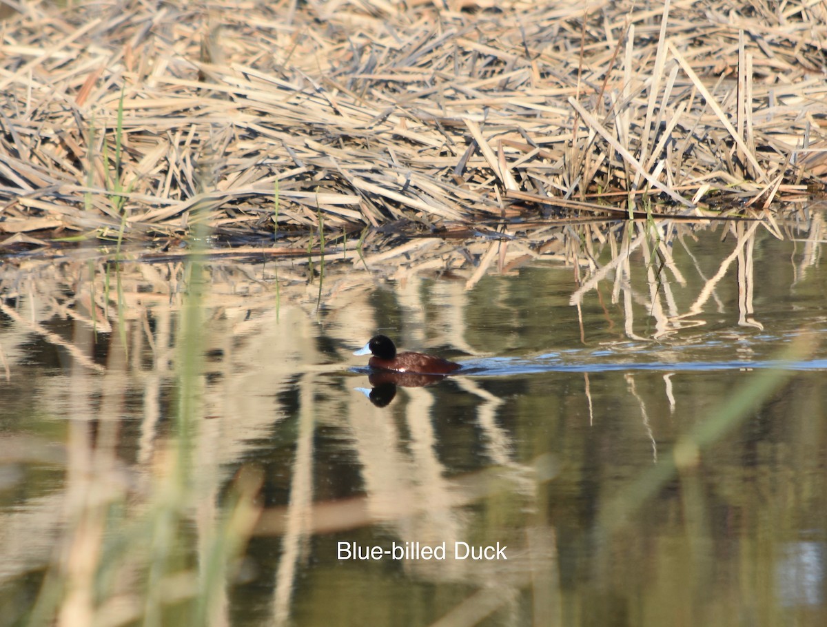 Blue-billed Duck - ML349928661