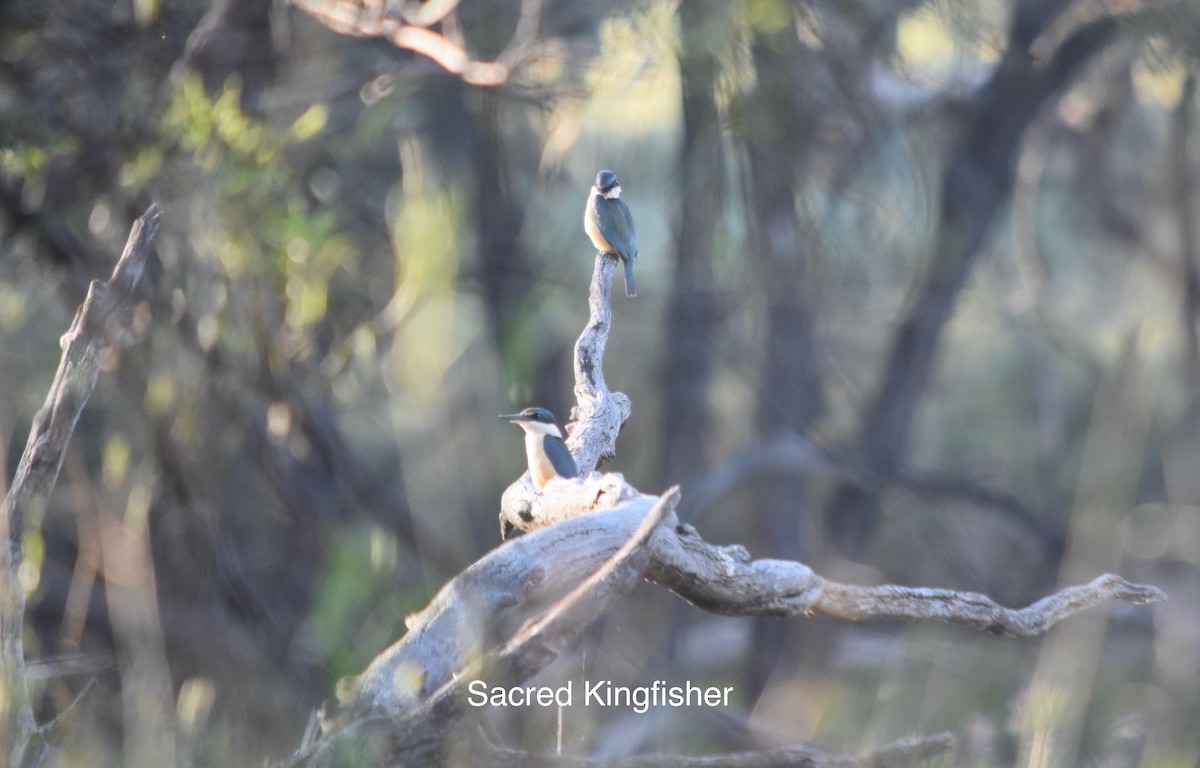 Sacred Kingfisher - ML349928681