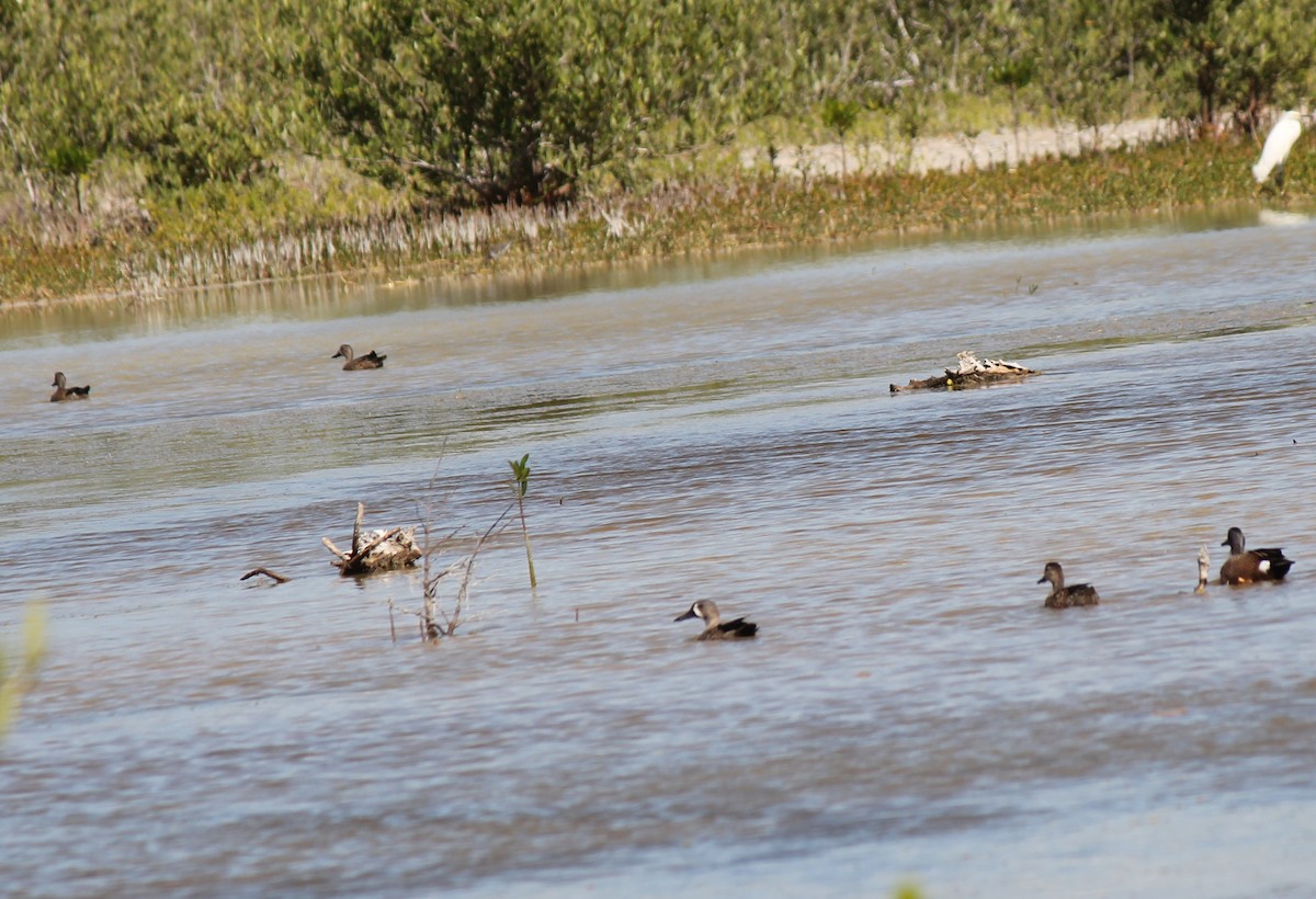 Blue-winged Teal - ML34992881