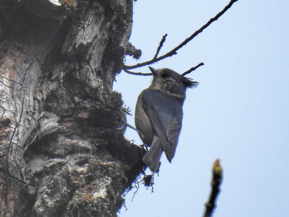 Herrerillo Crestigrís - ML349928821