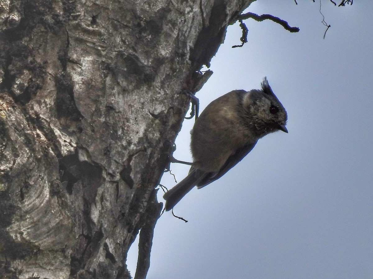 Gray-crested Tit - Kalyani Kapdi