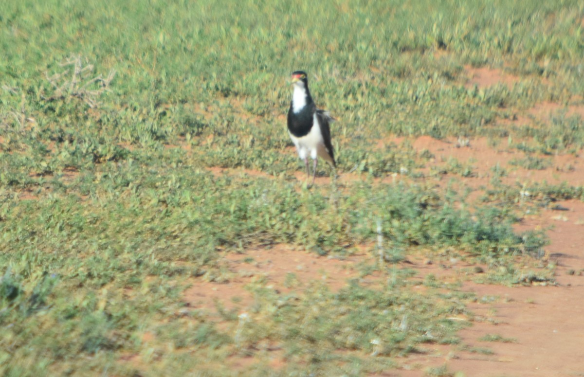 Banded Lapwing - ML349928851