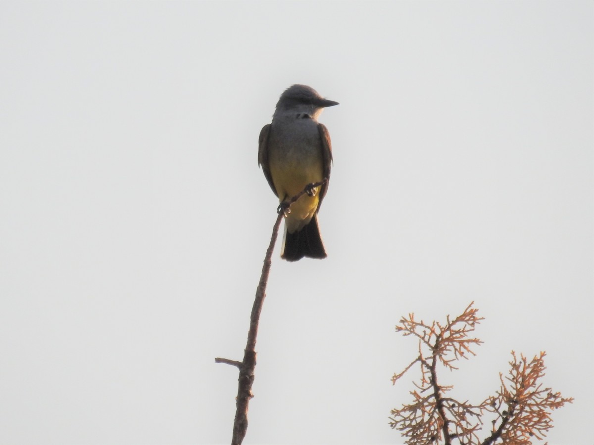 Western Kingbird - ML349930841