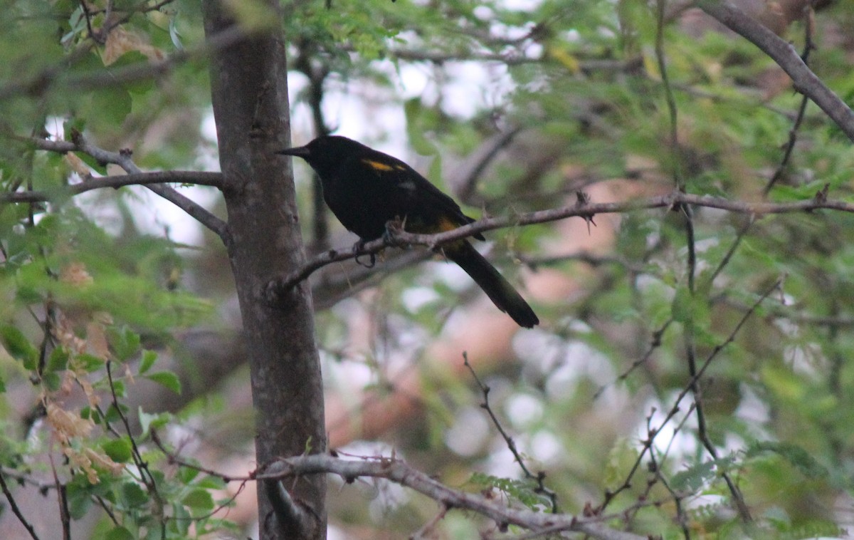 Oriole de Porto Rico - ML34993161