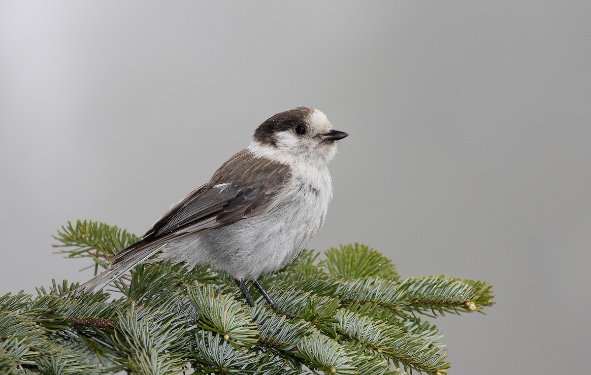 Canada Jay - ML349932191