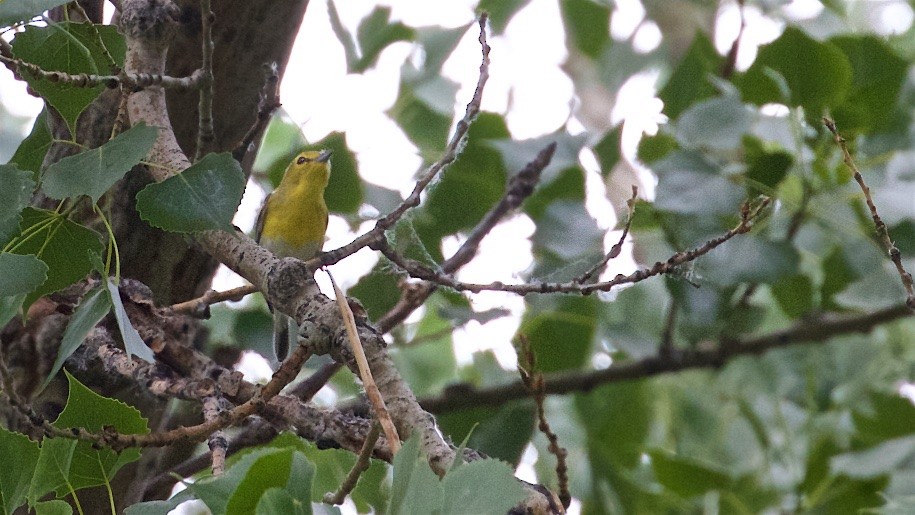 Yellow-throated Vireo - Ed Harper