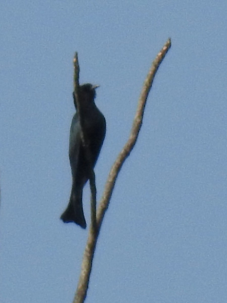Square-tailed Drongo-Cuckoo - Kalyani Kapdi