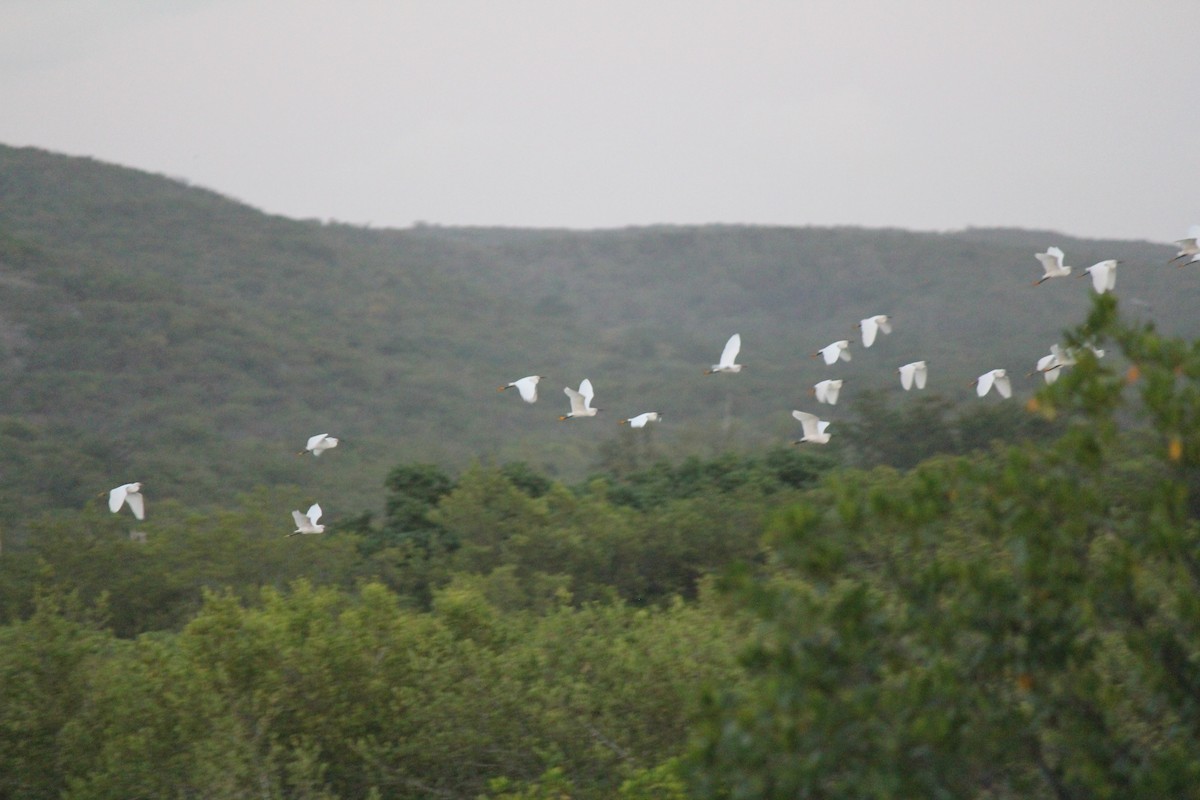 Snowy Egret - ML34993361