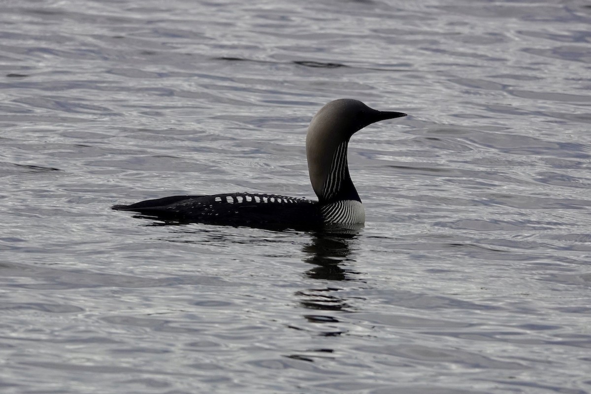 Pacific Loon - ML349934421