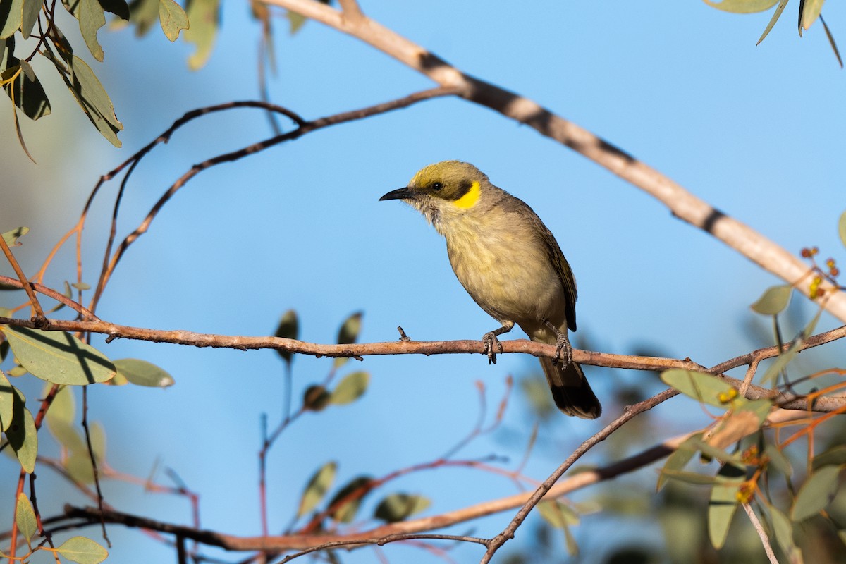 Gray-fronted Honeyeater - ML349934631