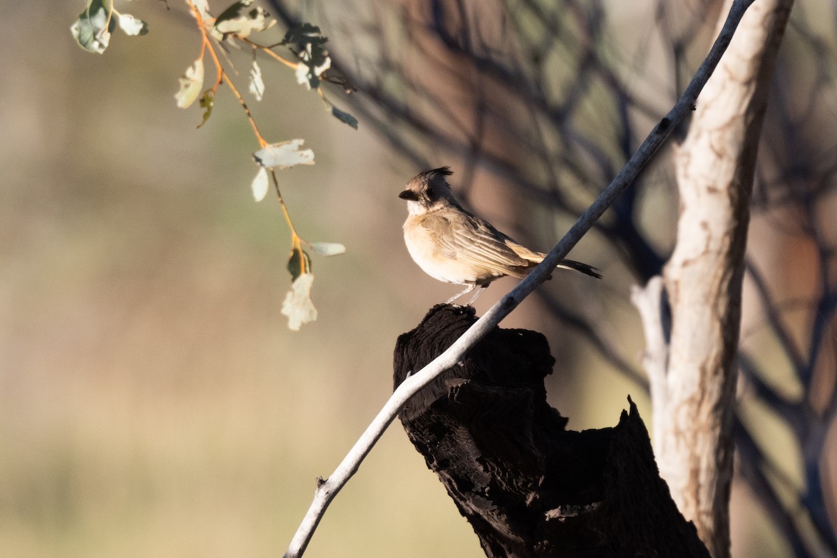 Crested Bellbird - ML349934761