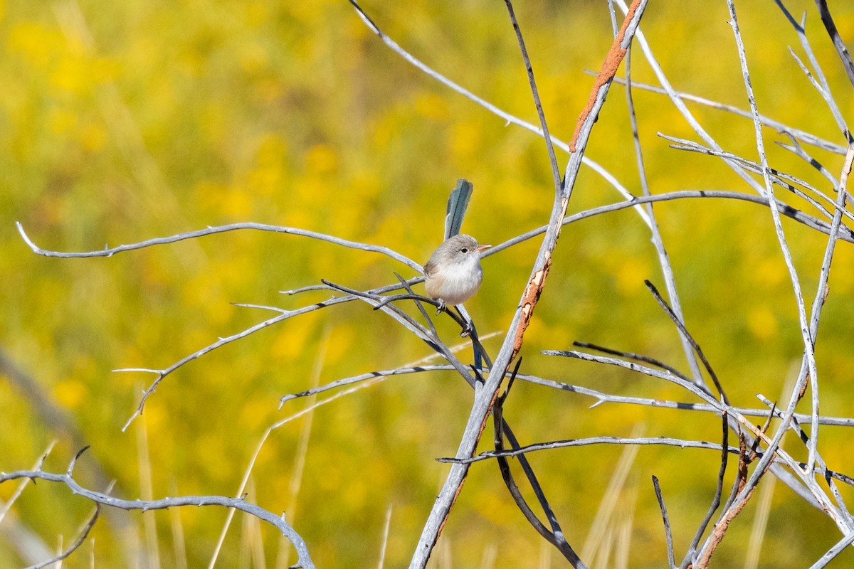 Purple-backed Fairywren - ML349934941