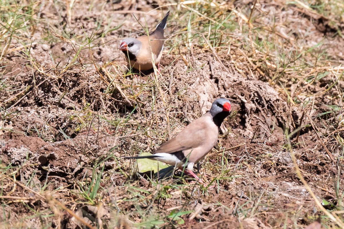 Long-tailed Finch - ML349935151