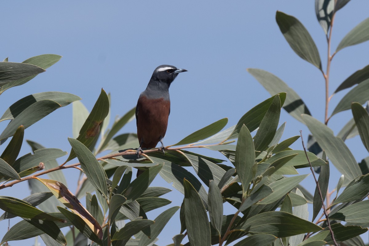 White-browed Woodswallow - Nige Hartley