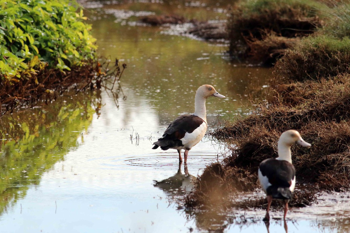 Radjah Shelduck - ML349936071