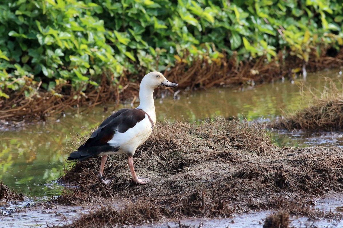 Radjah Shelduck - ML349936081