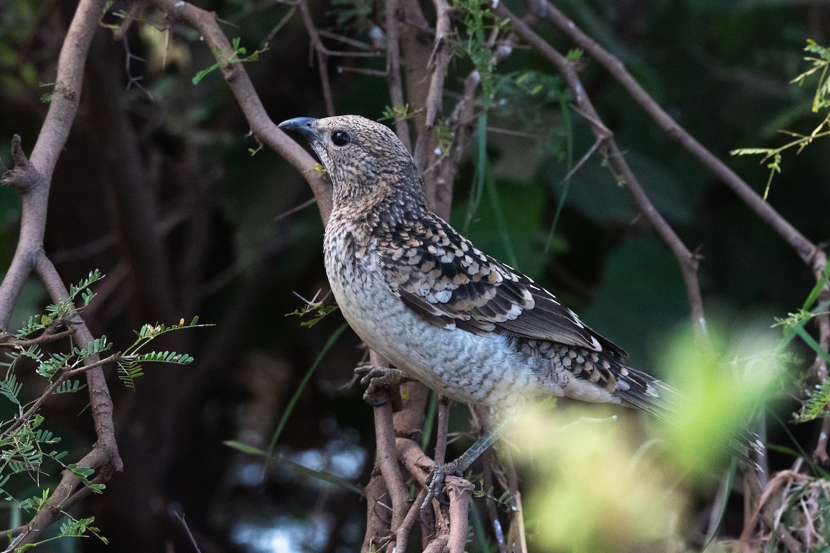 Spotted Bowerbird - Nige Hartley