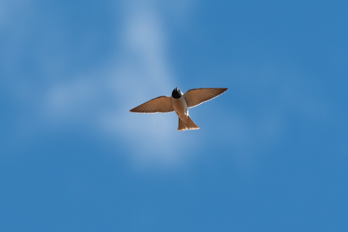 Masked Woodswallow - ML349936451