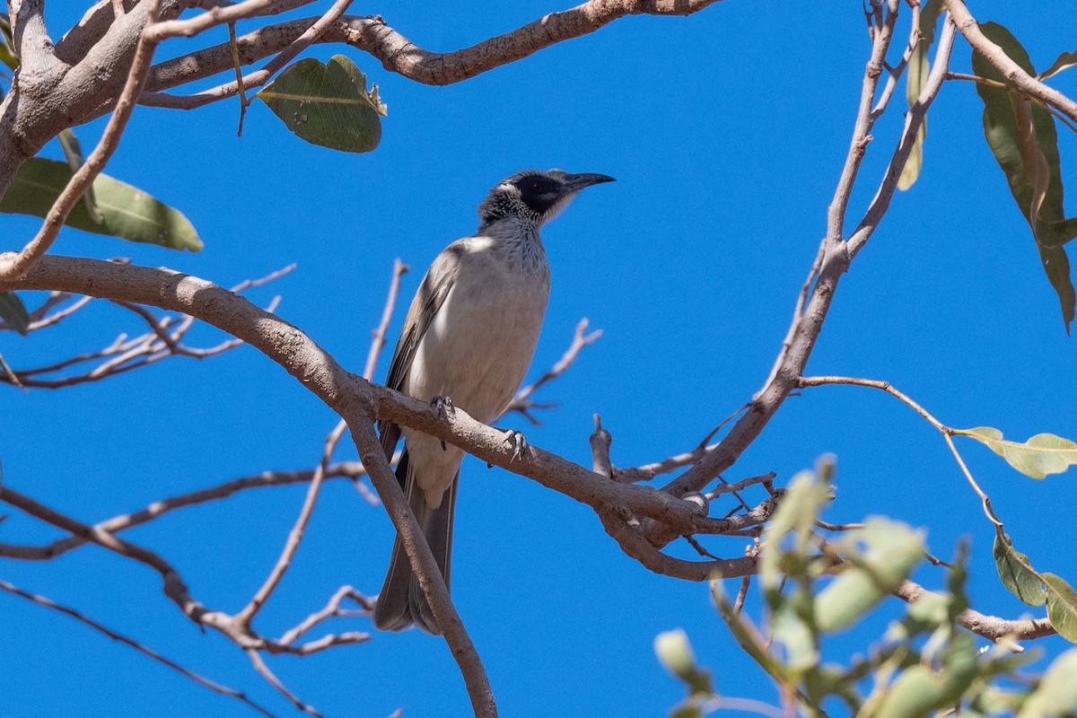 Silver-crowned Friarbird - ML349936621