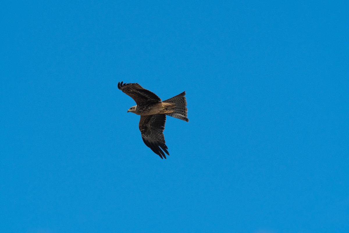 Black Kite - ML349936761