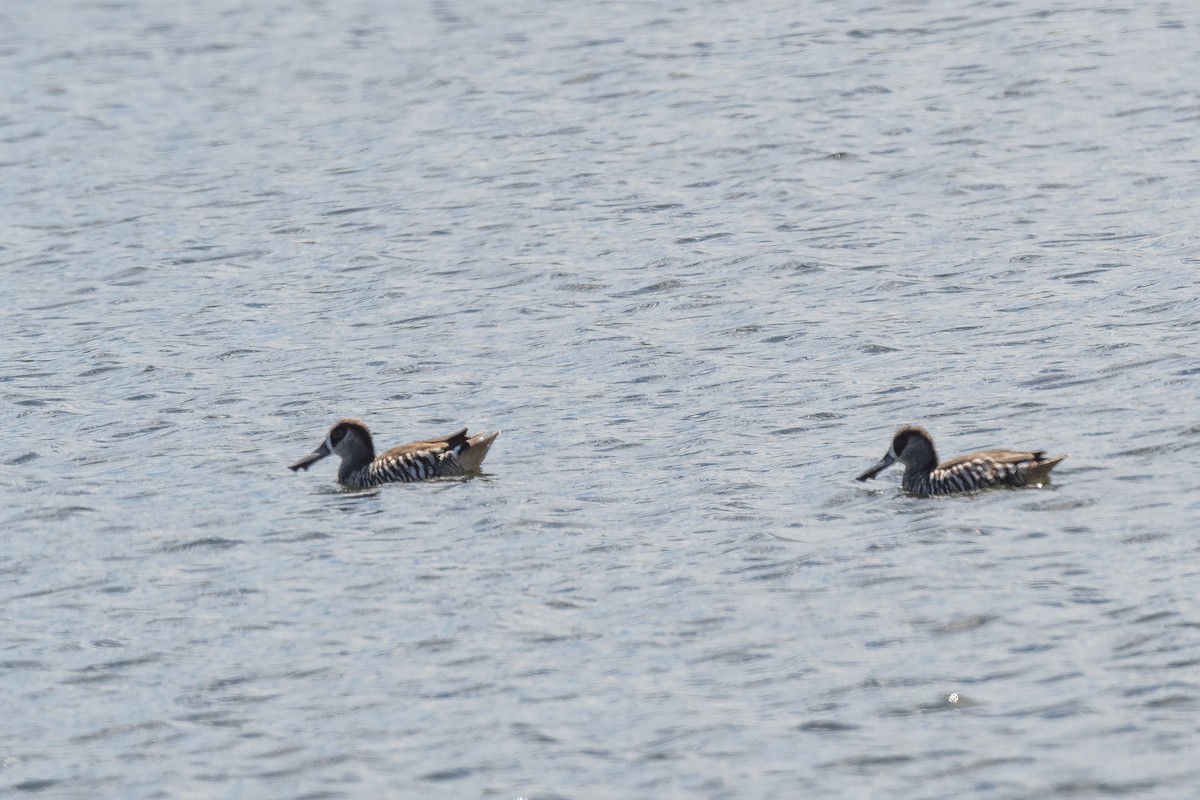 Pink-eared Duck - ML349936871