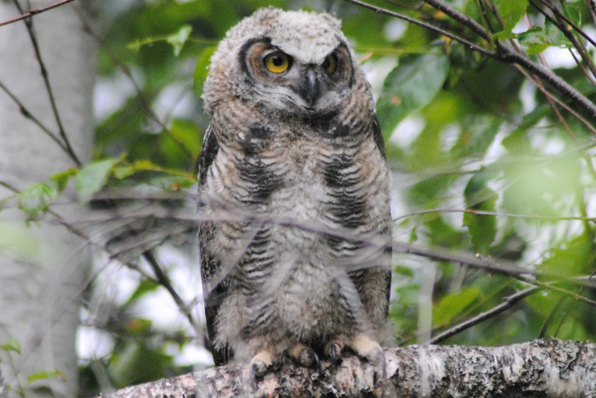 Great Horned Owl - ML349937861