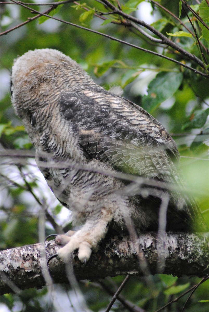 Great Horned Owl - ML349937931